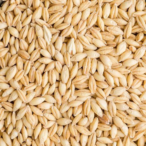 100% Natural Barley Grain