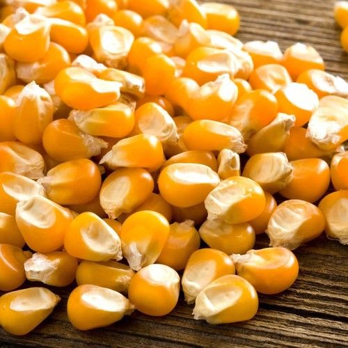 High Purity Yellow Corn