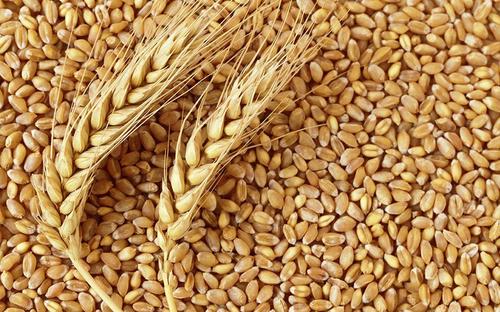 Organic Yellow Wheat Grain