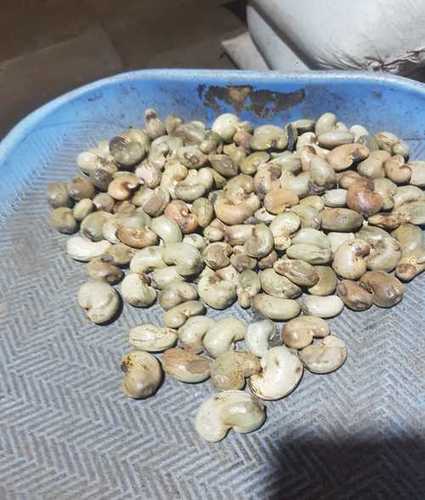 Vengurla Raw Cashew Nut