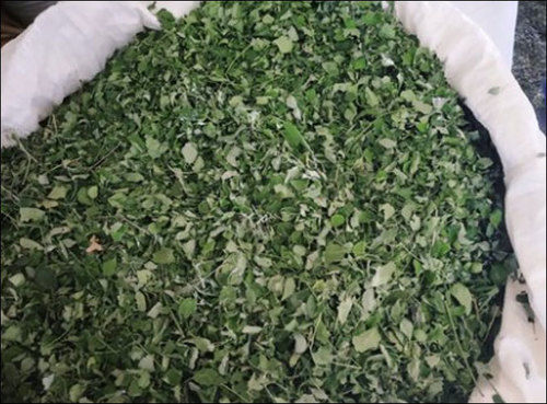 Organic Moringa Dried Leaves