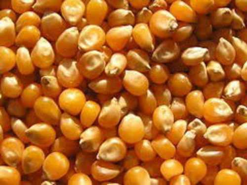 Common A Grade Fresh Yellow Maize