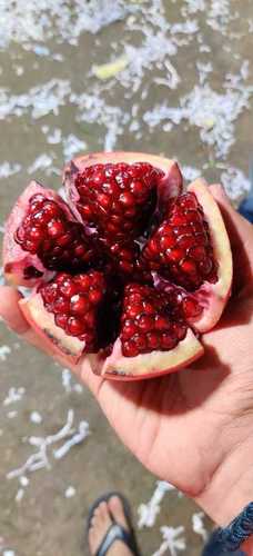 Red Big Round Fresh Organic Pomegranates