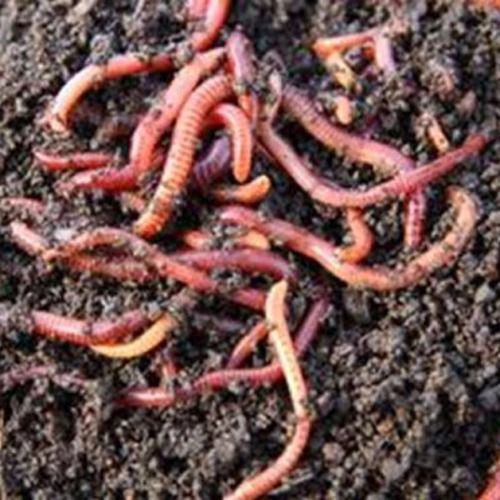 Organic Fruits Vegetables Fertilizer Chemical Name: Vermicompost