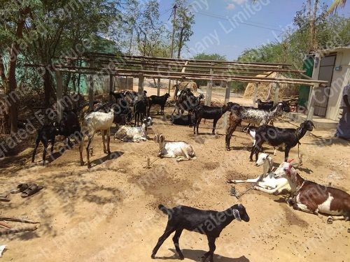 Goat Farming Services By Agrotechfpc