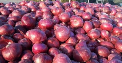 Round Fresh Kolkata Red Onion