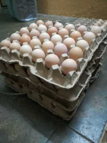 Protein Rich Natural Brown Egg