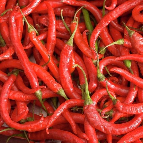 Red Dried Red Chilli