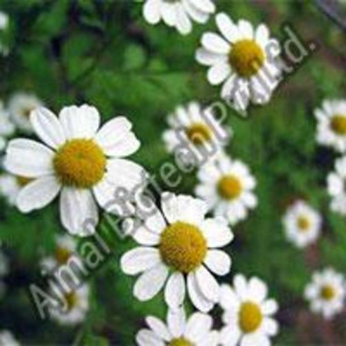 100% Pure And Natural Chamomile Oil Storage: Store In Cool