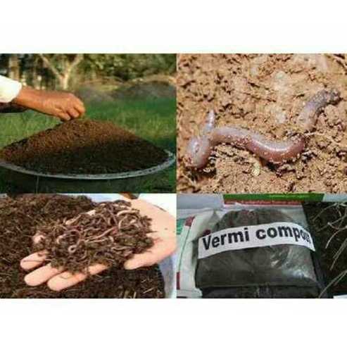 Black Organic Vermi Compost Fertilizer