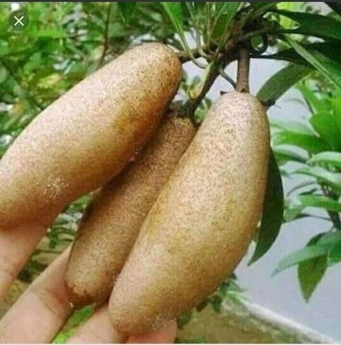 Thai Chiku Fruit Plant