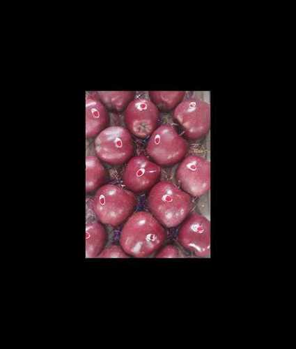 Export Quality Fresh Red Apple