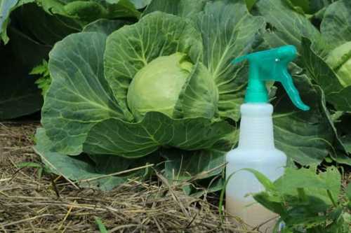 Extract Organic Bio Kill Pest Control Chemical