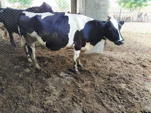 Black And White 7-8 Months Pregnant Hf Cows