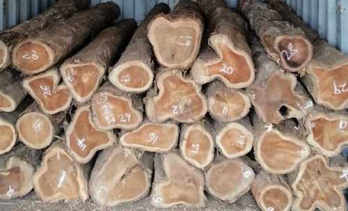 Ghana Teak Wood Logs