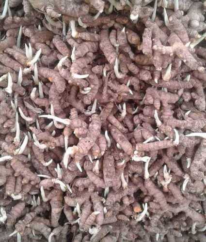 Best Price Raw Turmeric Seed - 50 Kilograms Raw Finger Turmeric, Yellow Color, Curcuma Longa Variety, Ideal for Seedlings and Paste