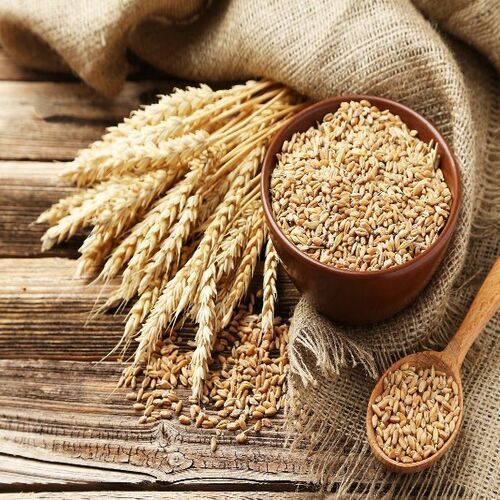 Dried And Organic Wheat Seeds Grade: A-Grade