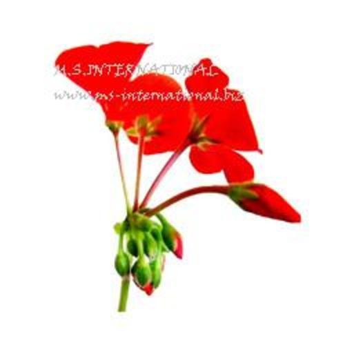 Geranium Leaf Absolute Oil