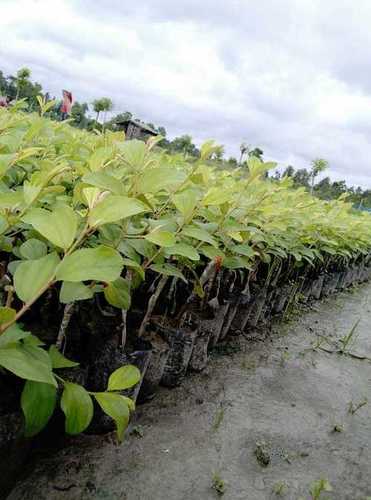 Thai Bao Apple Ber Plant