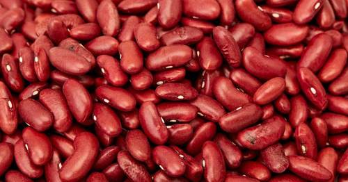 Dark Red Kidney Beans - Organic Dried Variety, 67 g Water, 8.7 g Protein, 7.4 g Dietary Fiber, High In Protein Content