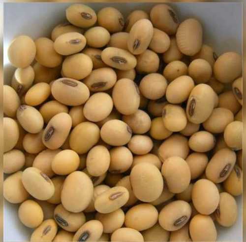 High Nutrition Soya Beans