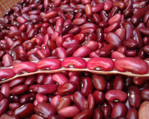 Organic Red Kidney Beans