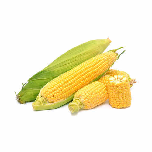 Hybrid Super Sweet Corn Texture: Dried