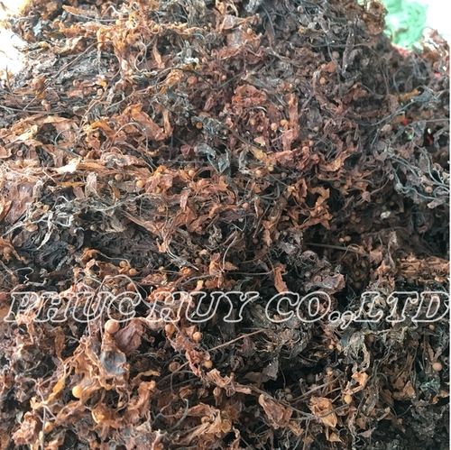 A Grade Dried Brown Sargassum Seaweed