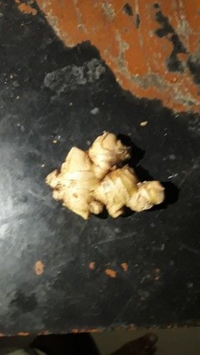 Fresh Raw Ginger A Grade Shelf Life: 1 Years