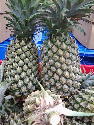 100% Natural Fresh Pineapple