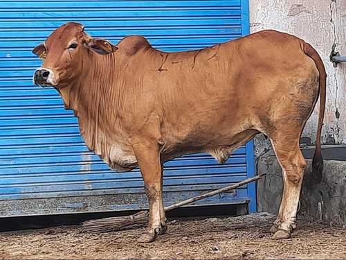 Brown Color Sahiwal Cow
