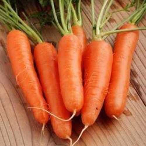 A Grade Fresh Red Carrot