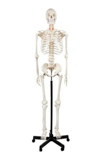 Fully Articulated Human Skeleton