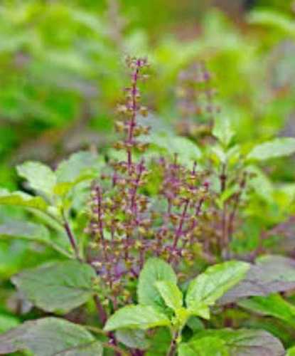 Herbal And Natural Basil Leaves