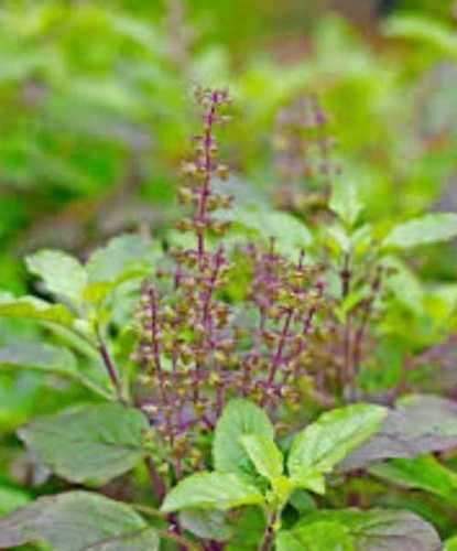 Tulsi Leaves In Salem Tamil Nadu At Best Price Tulsi Leaves