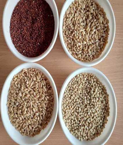 Mandi Rate Lokwan Wheat Grain