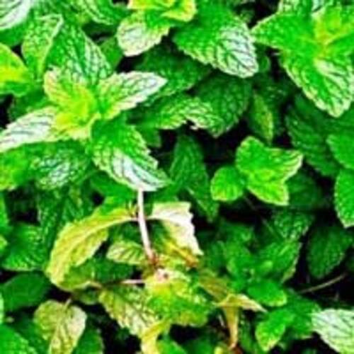 100% Pure And Natural Spearmint Oil