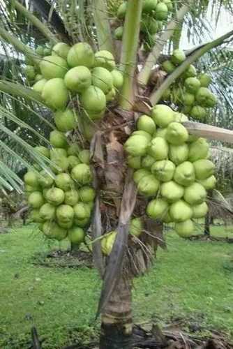 Green Farm Fresh Tender Coconut