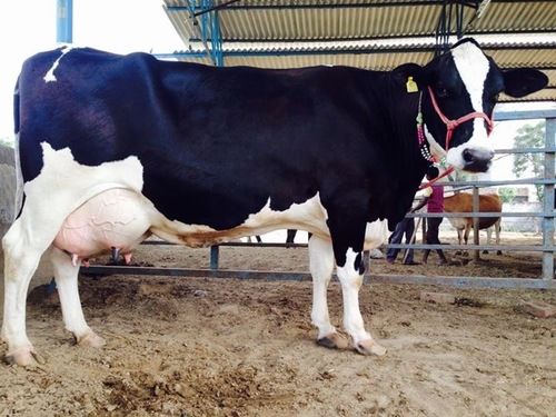 Black and White HF Cow