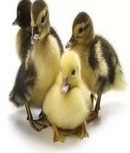 Duck Chicks