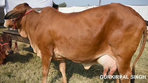 Sahiwal Cow (Brown Color)