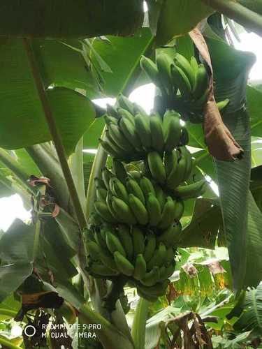 Farm Fresh Poovam Banana