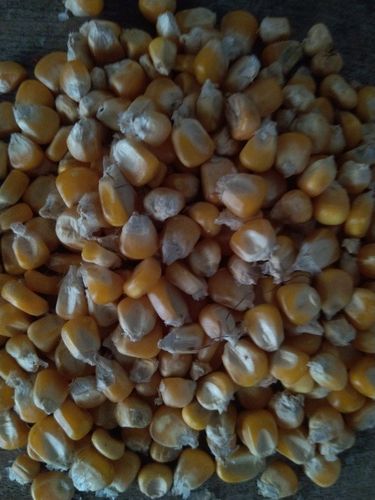 Impurity Free Yellow Corn