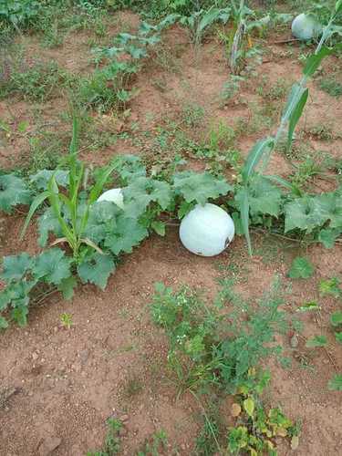 Seasoned White Pumpkin Or Ash Gourd