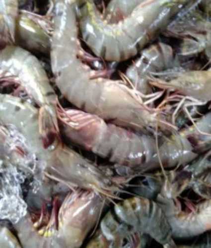 Export Quality Fresh Tiger Prawns