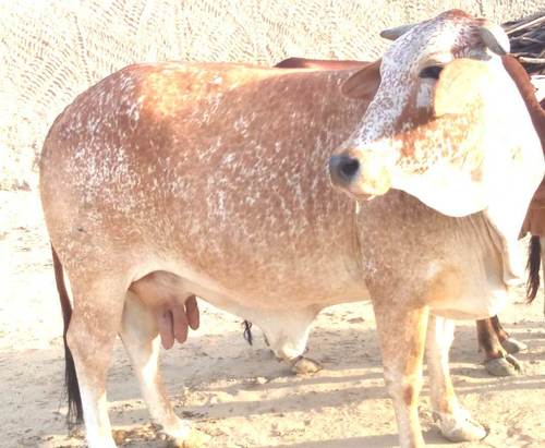 White And Red Pure Quality Rathi Cow