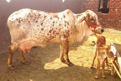 Rathi Cow For Milking Purpose at 250005.00 INR in Karnal | Sr Dairy Farm