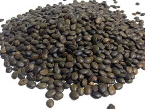 Acacia Agriculture Seeds