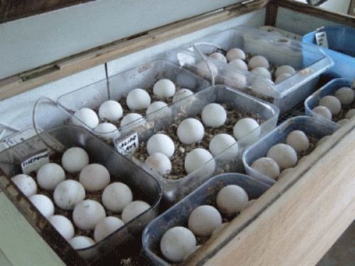 White Highly Effective Fertile Eggs