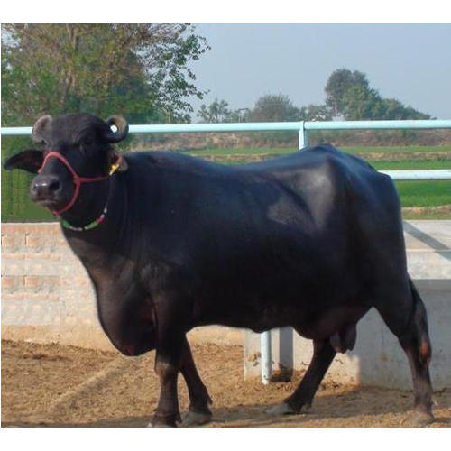 Black Color Murrah Buffalo for Dairy and Breeding